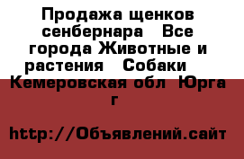 Продажа щенков сенбернара - Все города Животные и растения » Собаки   . Кемеровская обл.,Юрга г.